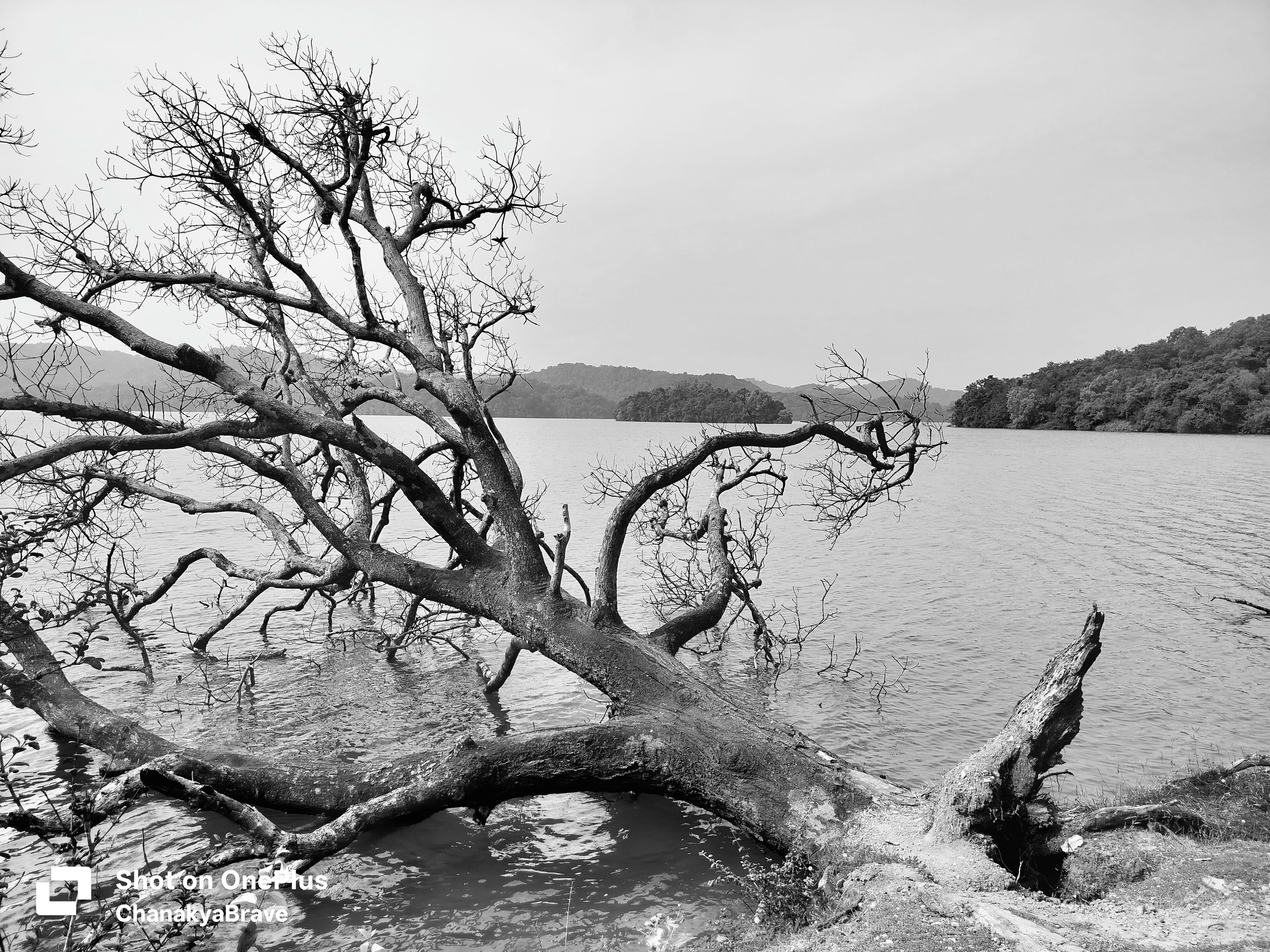 A large leafless tree fallen across a calm lake with hills in the distance