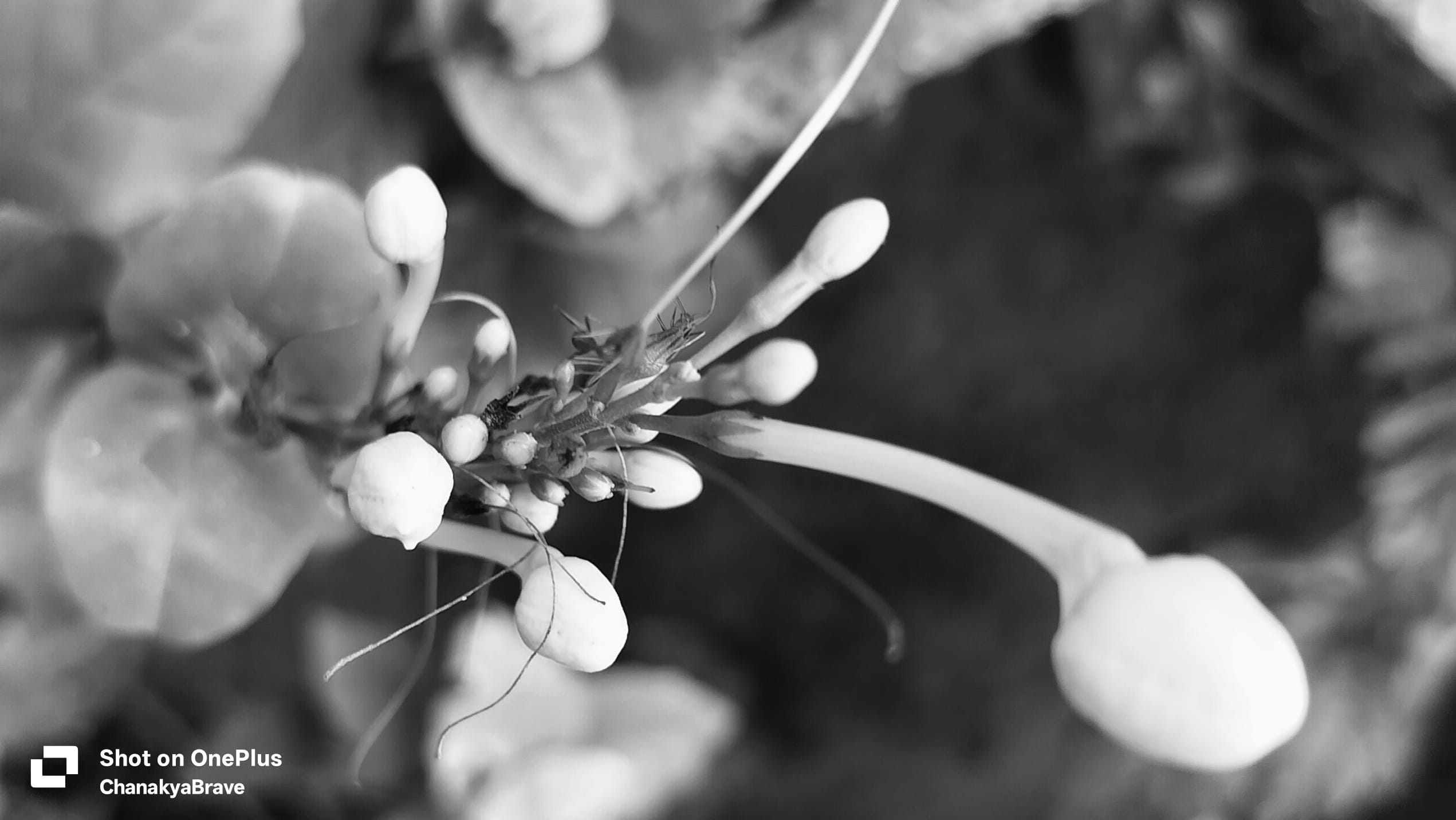 A macro close-up of pale flower buds on thin stems